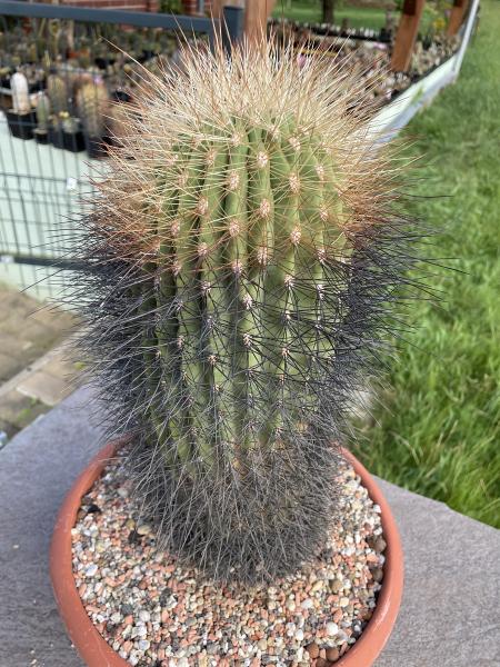 UK 1